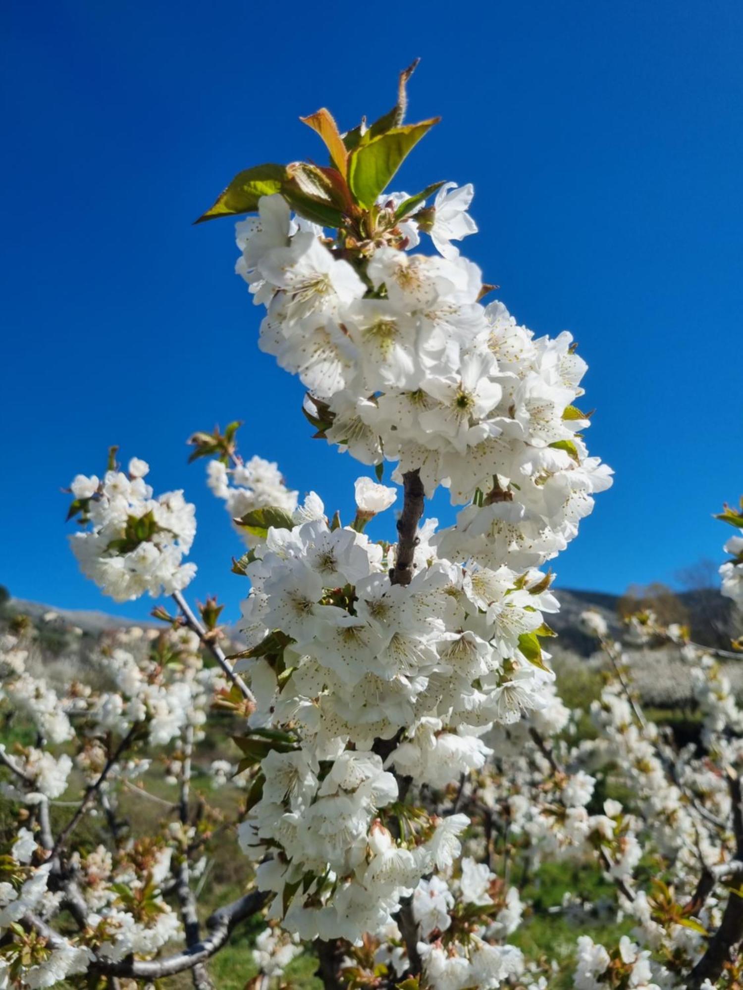 Albareilla By #Cherrygredos S’Arenal Exterior foto